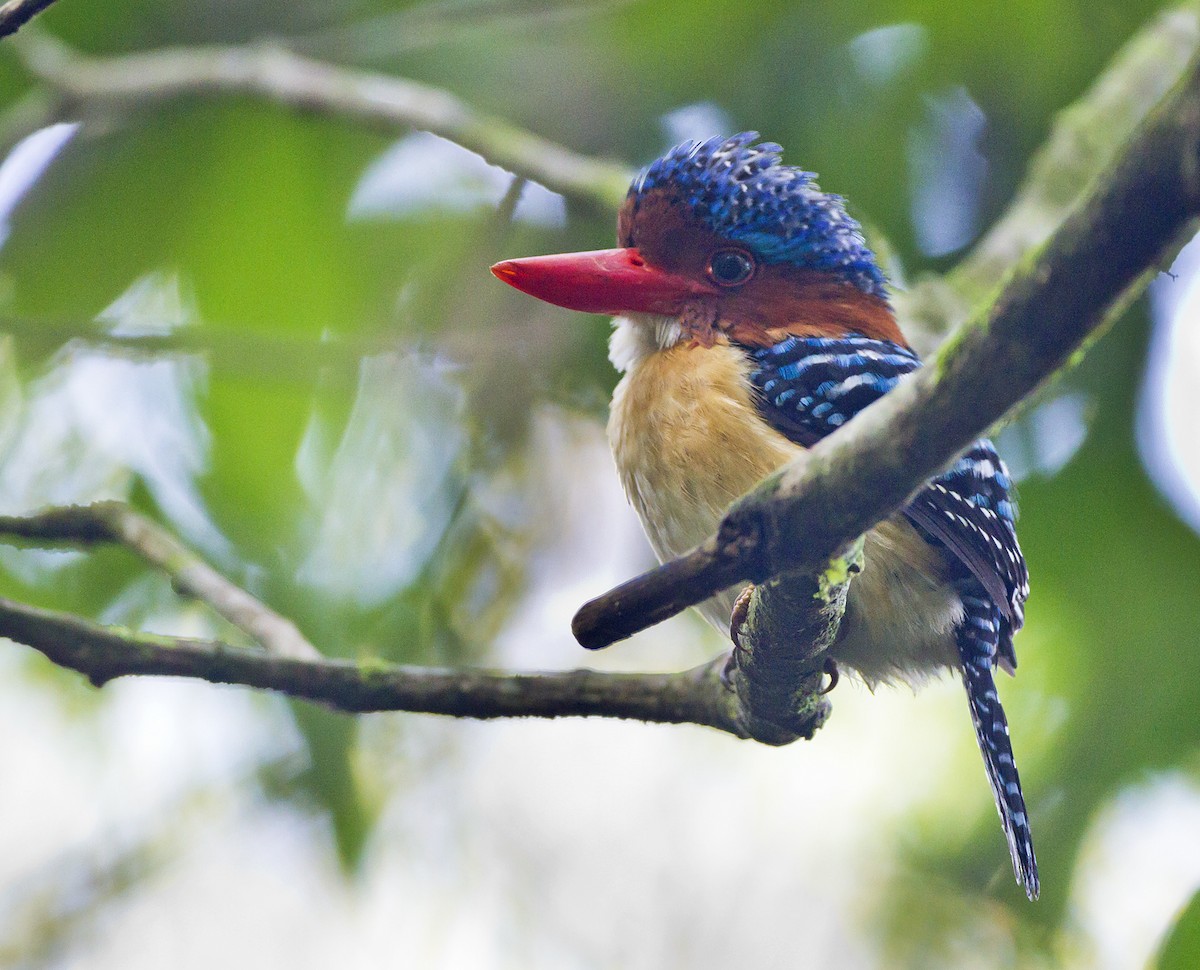 Banded Kingfisher (Banded) - Marco Valentini