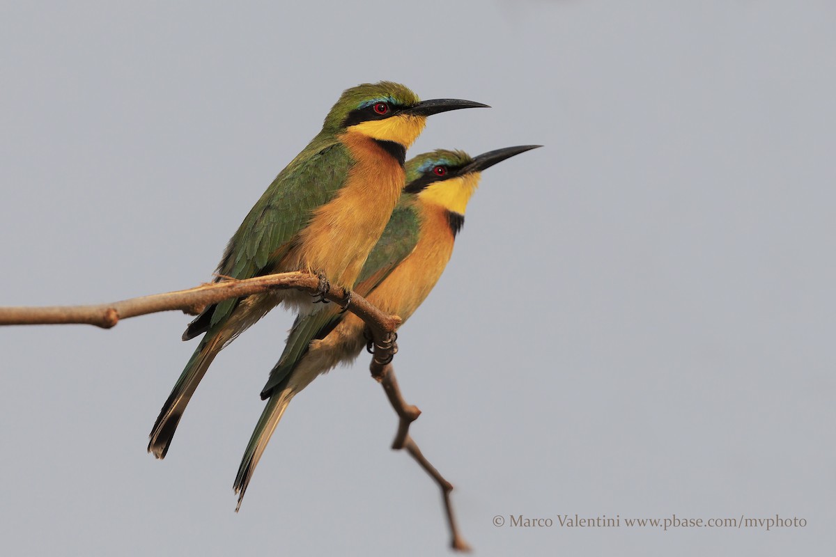Little Bee-eater - Marco Valentini
