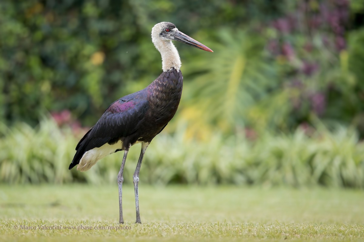 African Woolly-necked Stork - ML204577621