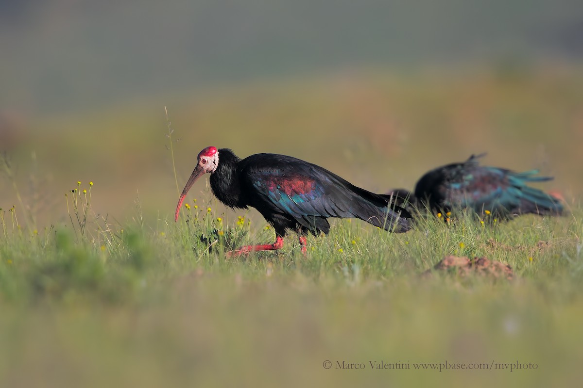 ibis jihoafrický - ML204577631