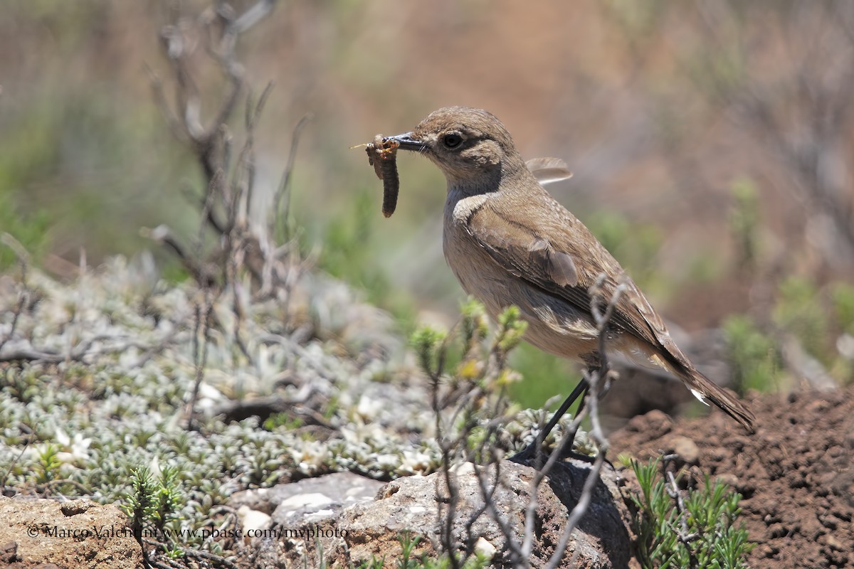 Sickle-winged Chat - ML204577891