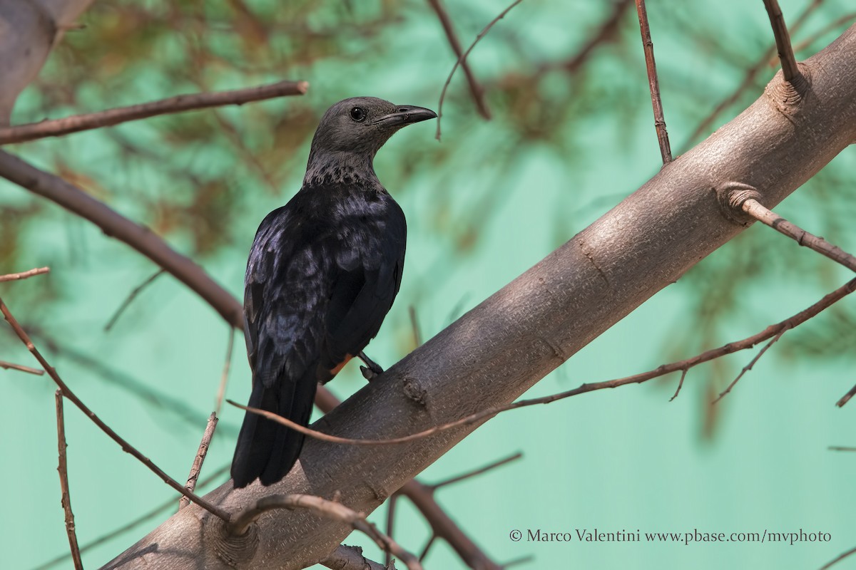 Red-winged Starling - ML204577981