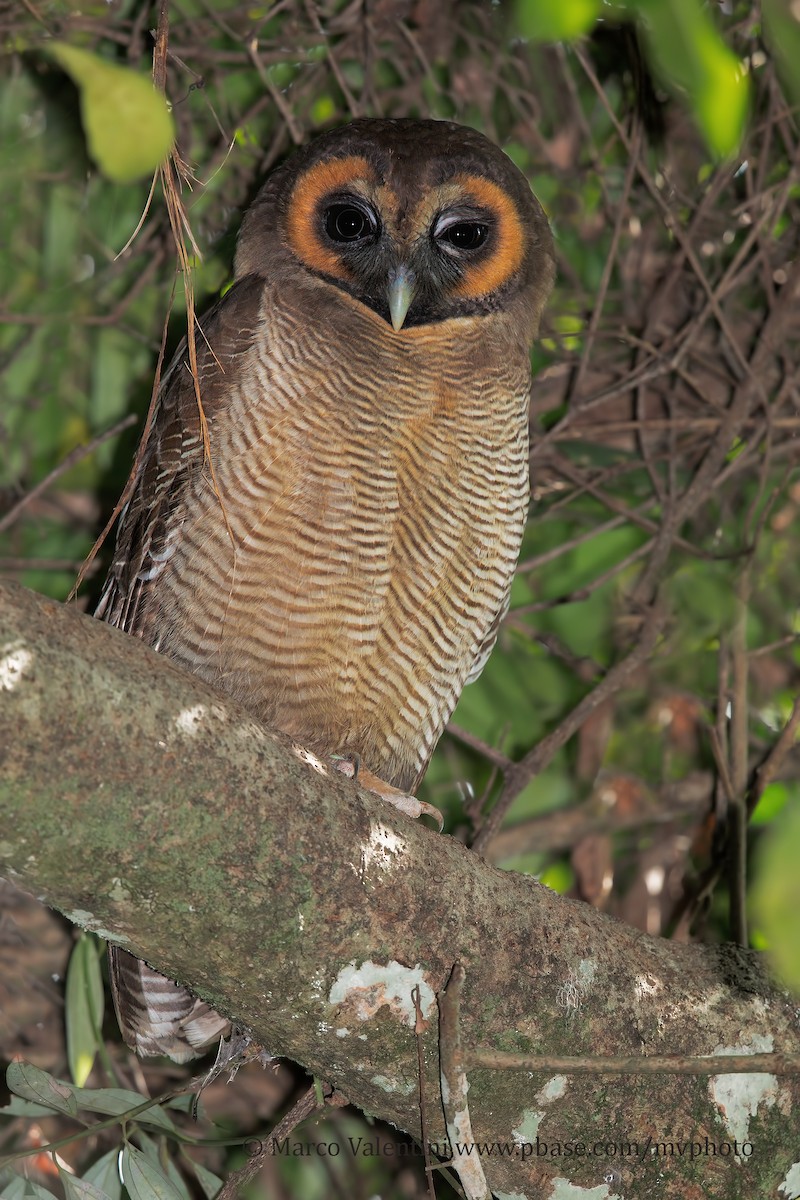 Brown Wood-Owl (Brown) - Marco Valentini
