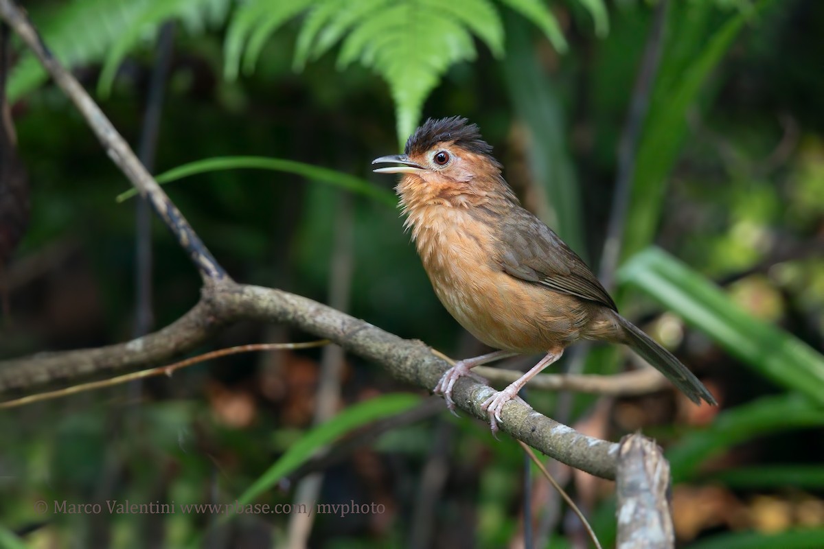 Brown-capped Babbler - Marco Valentini