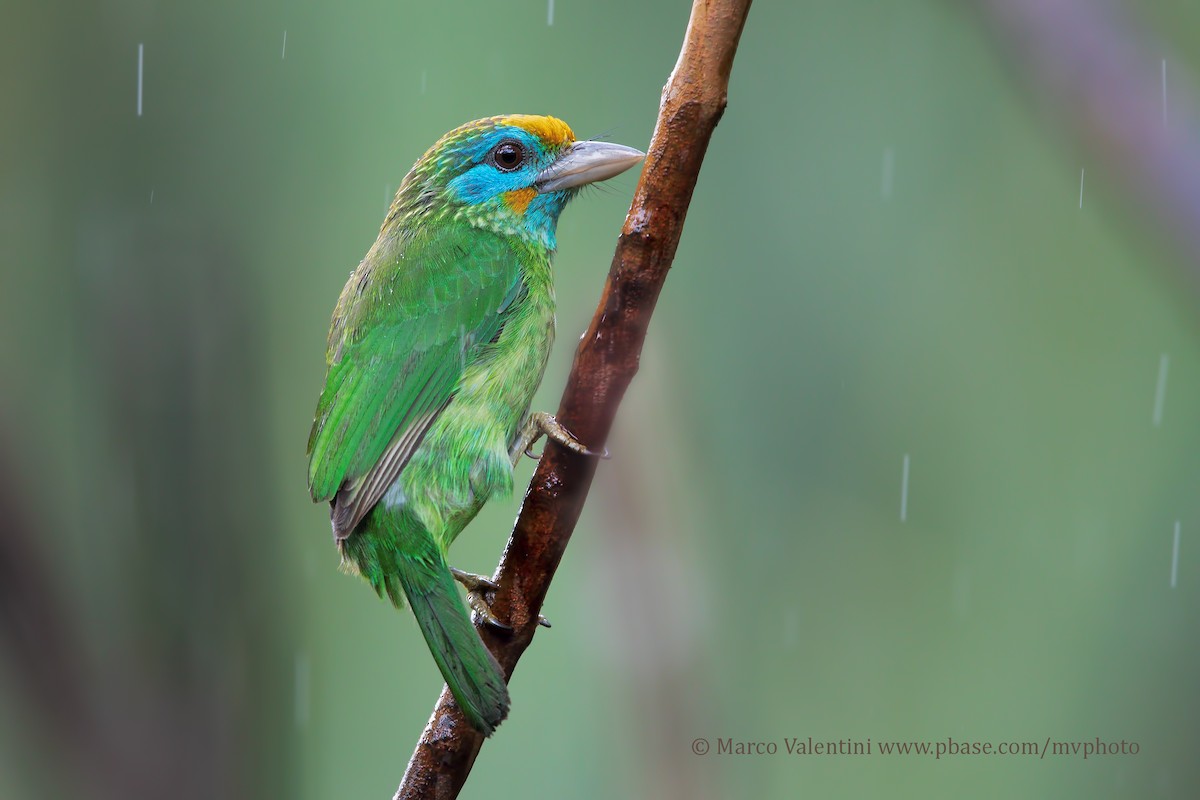 Yellow-fronted Barbet - Marco Valentini