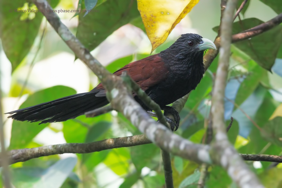 Green-billed Coucal - Marco Valentini