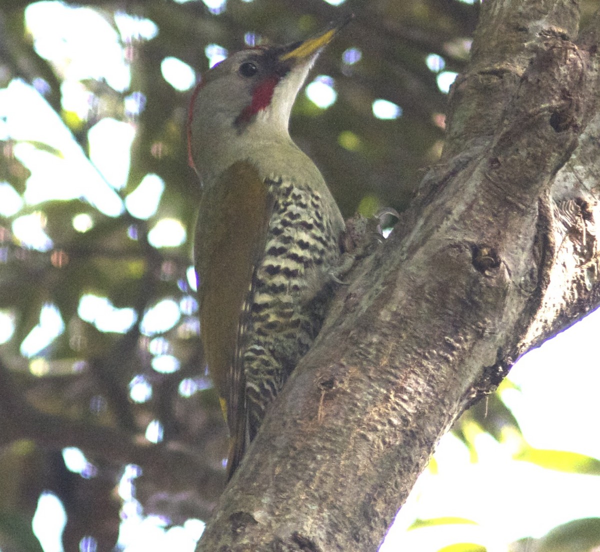 Japanese Woodpecker - Ken Havard