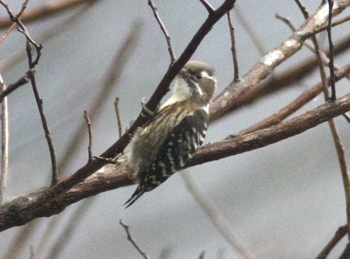 Japanese Pygmy Woodpecker - Ken Havard