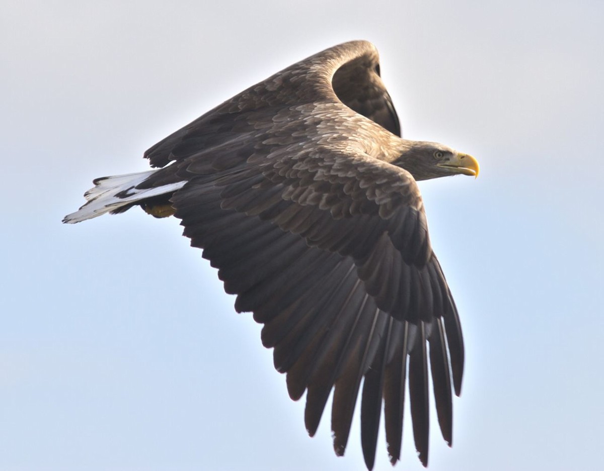 White-tailed Eagle - Ken Havard