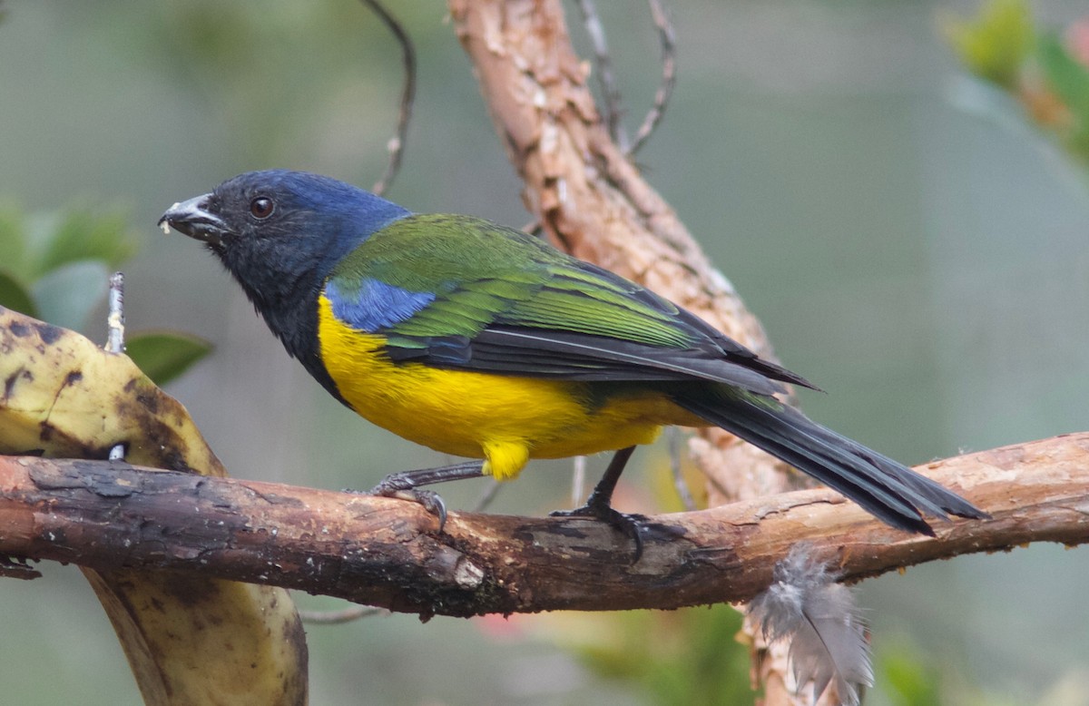 Black-chested Mountain Tanager - Ken Havard