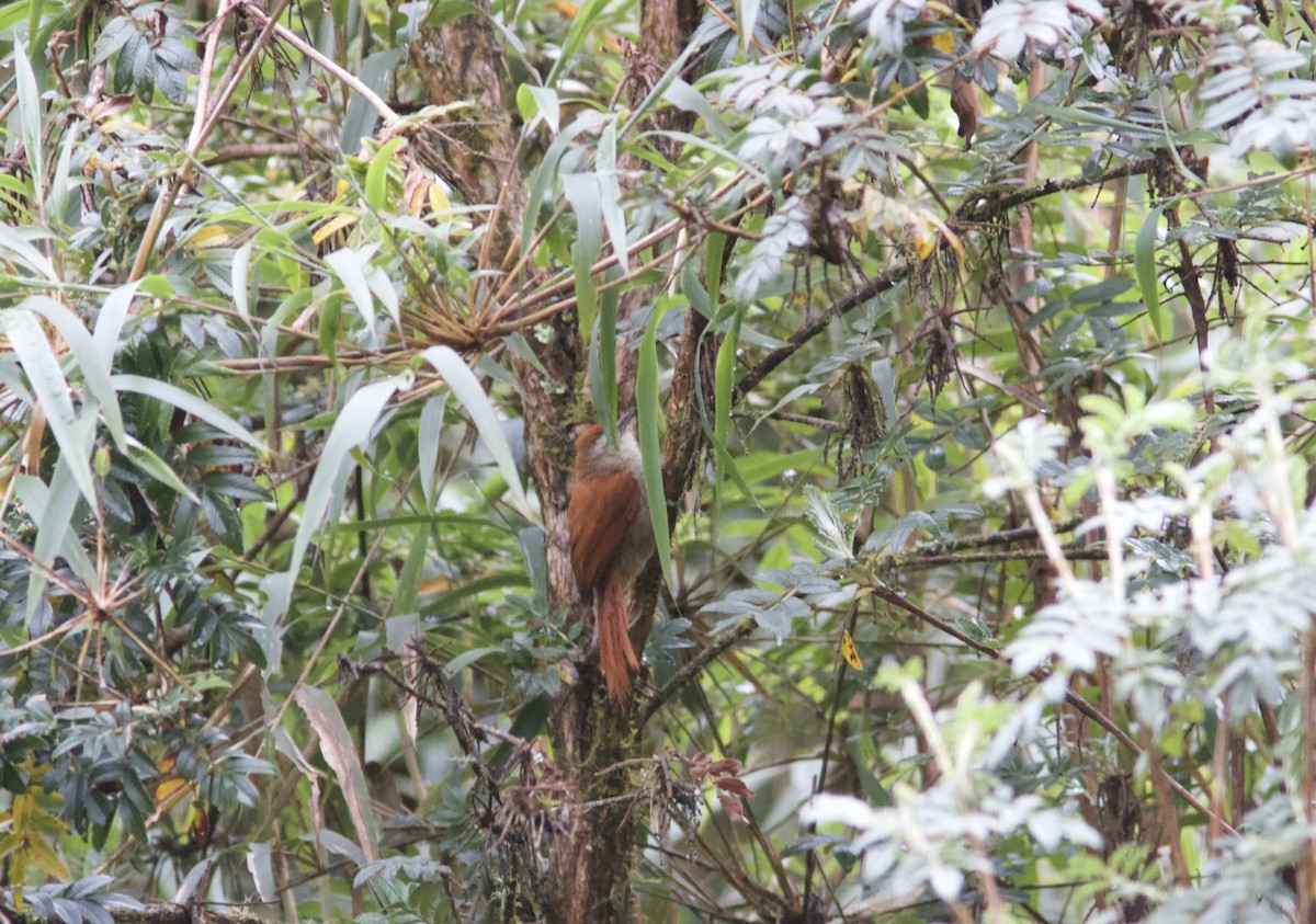 Marcapata Spinetail (Rufous-crowned) - ML204578931