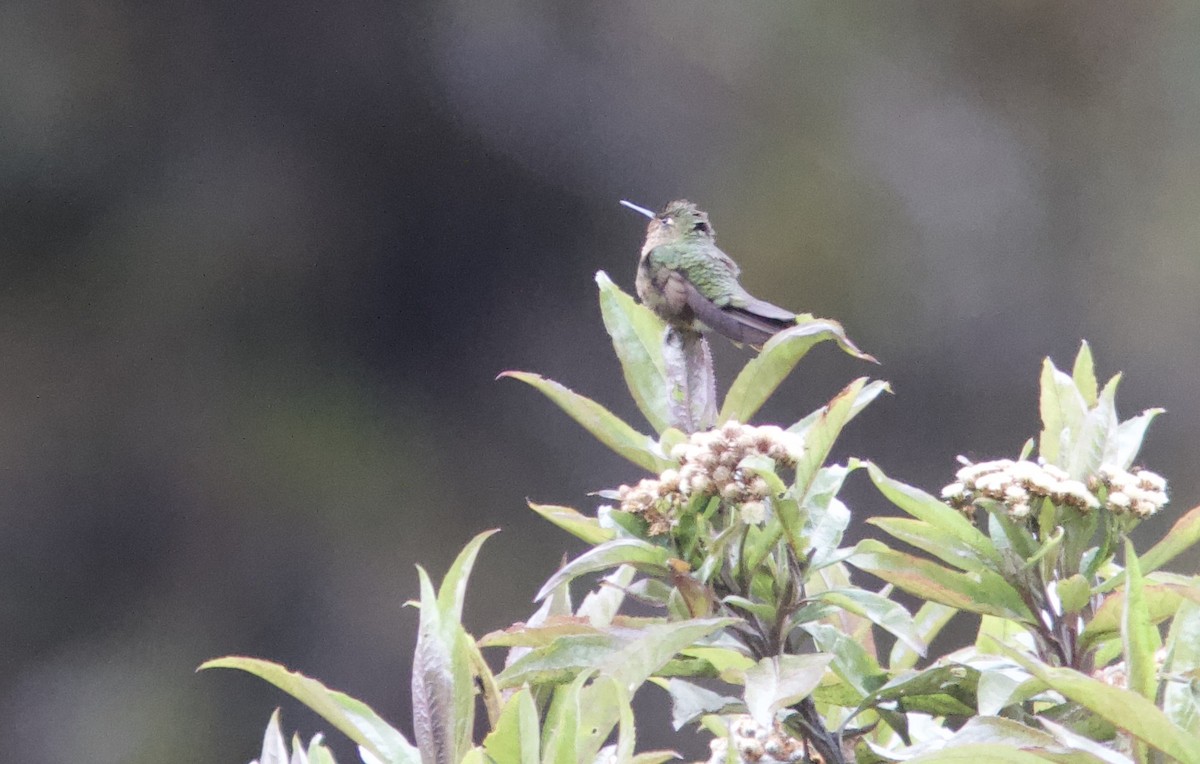 kolibřík šupinkatý - ML204579001