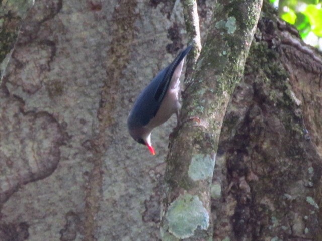Velvet-fronted Nuthatch - ML204579211