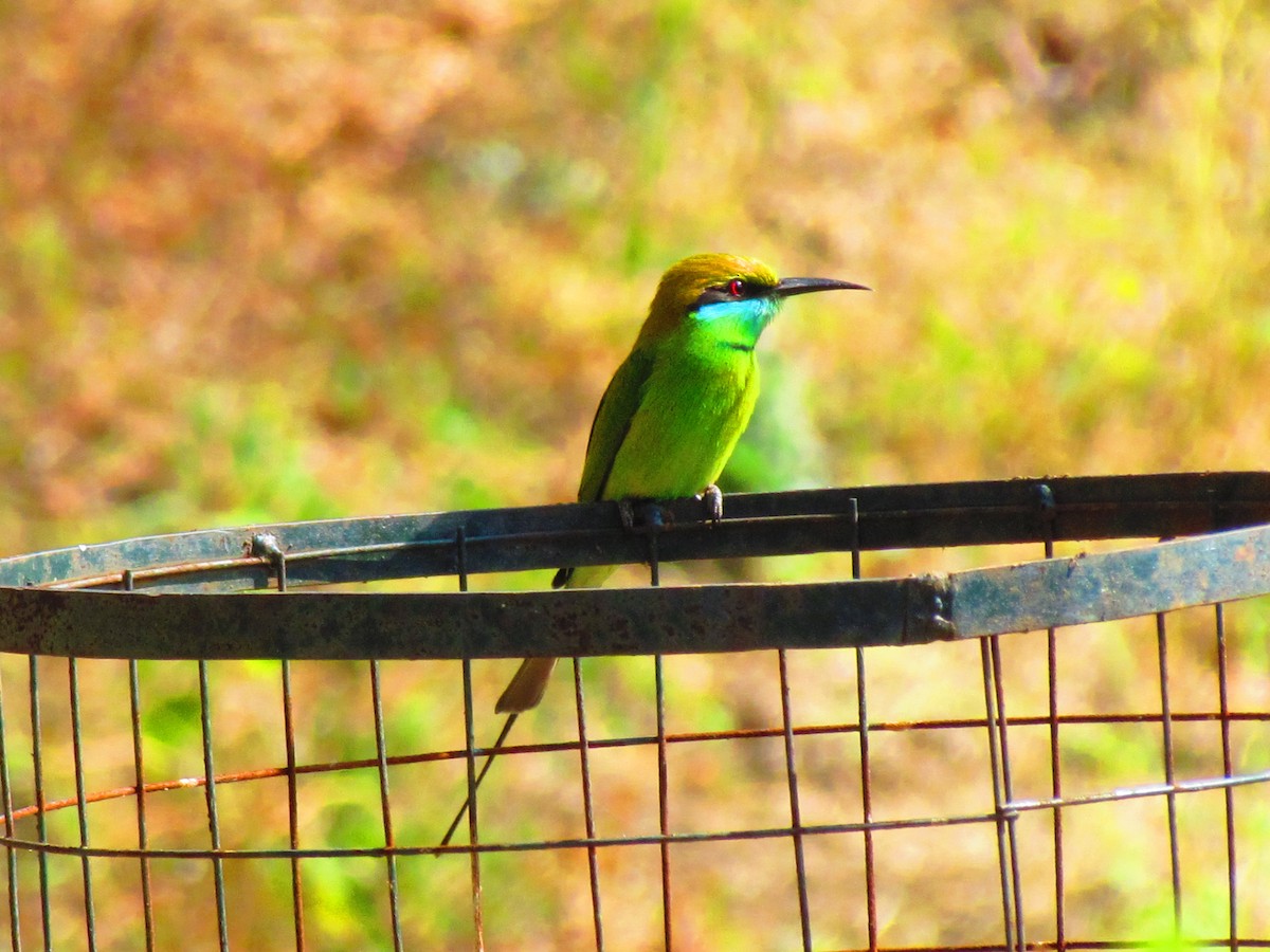 Asian Green Bee-eater - ML204579251