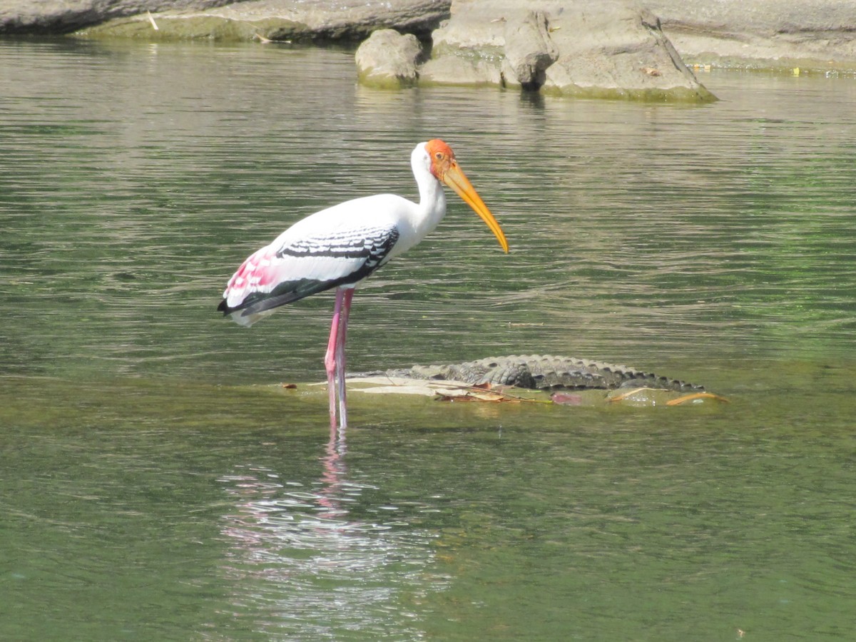Painted Stork - Kishore Veeraraghavan Dhandapani