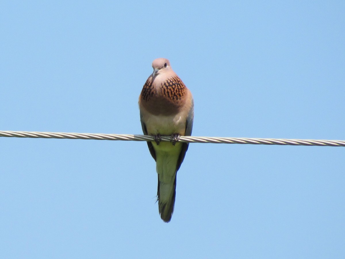 Laughing Dove - ML204579351