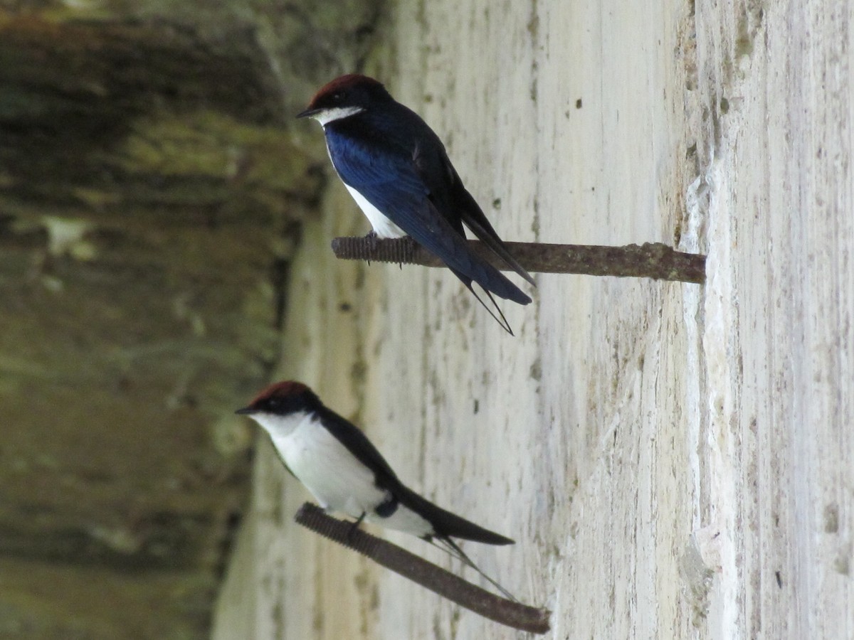 Wire-tailed Swallow - Kishore Veeraraghavan Dhandapani