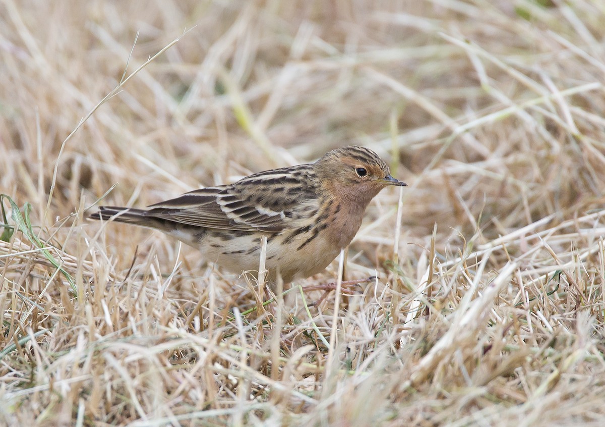 Red-throated Pipit - Marco Valentini