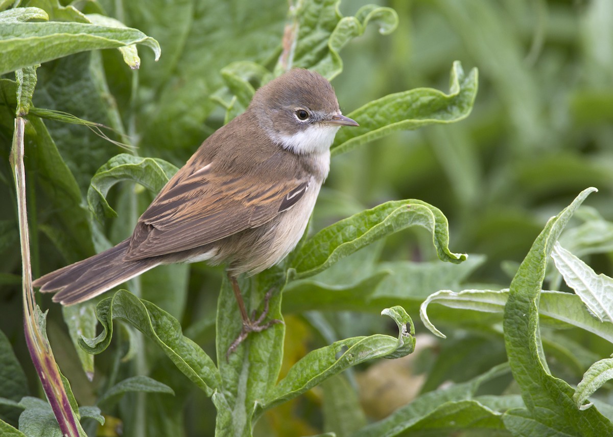 Greater Whitethroat - Marco Valentini