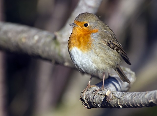 European Robin - eBird