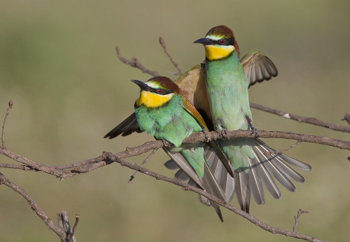 European Bee-eater - Marco Valentini