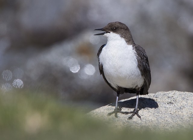 Photos - White-throated Dipper - Cinclus cinclus - Birds of the World