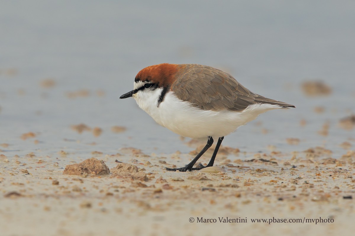 Red-capped Plover - Marco Valentini