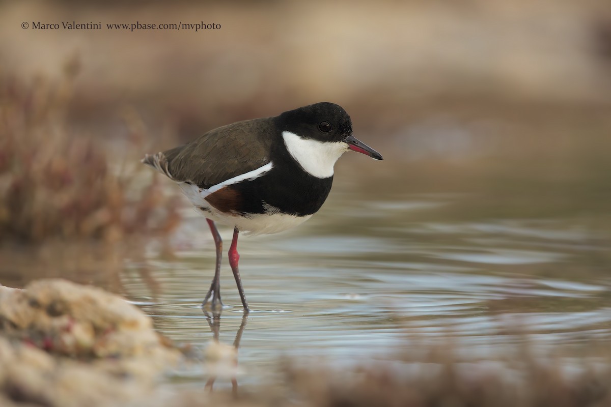 Red-kneed Dotterel - ML204580211