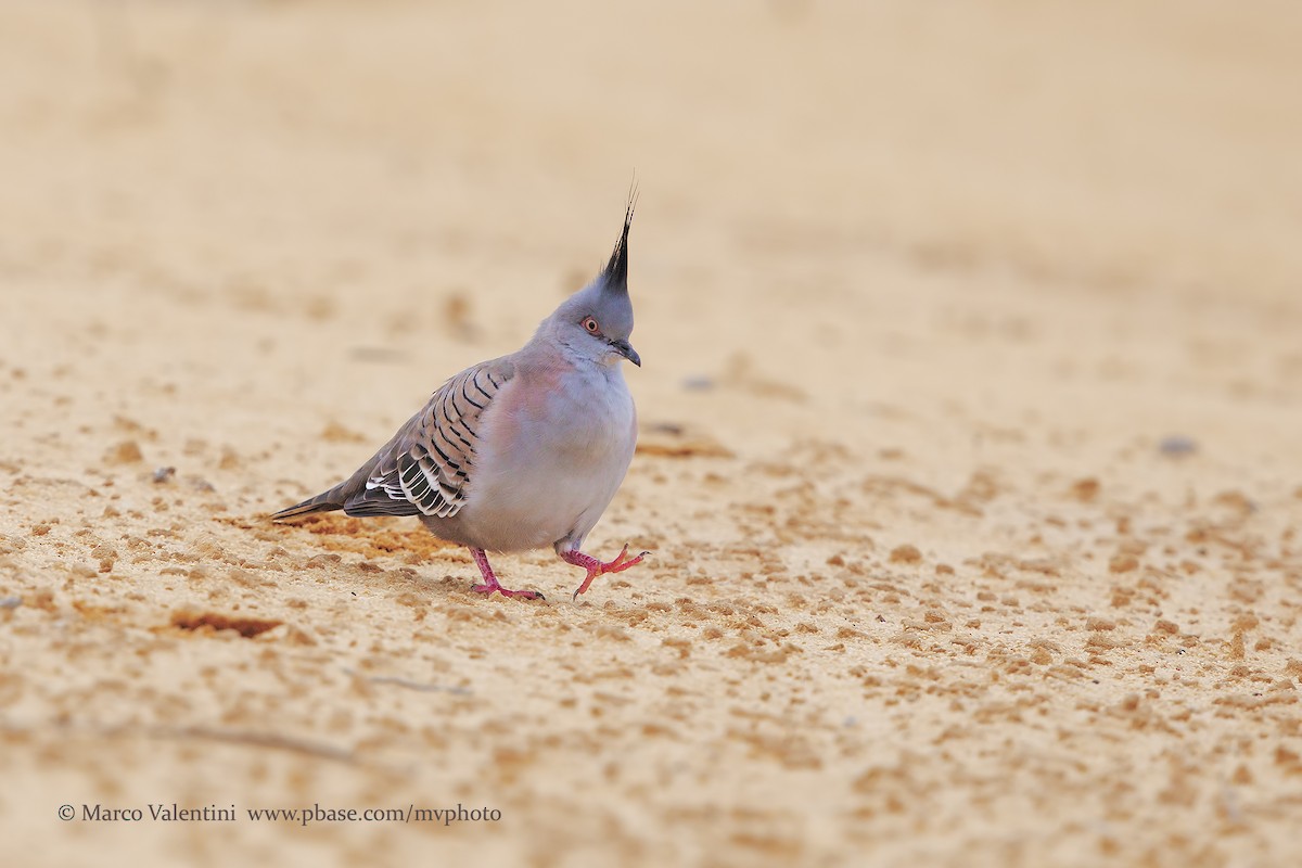 Crested Pigeon - Marco Valentini