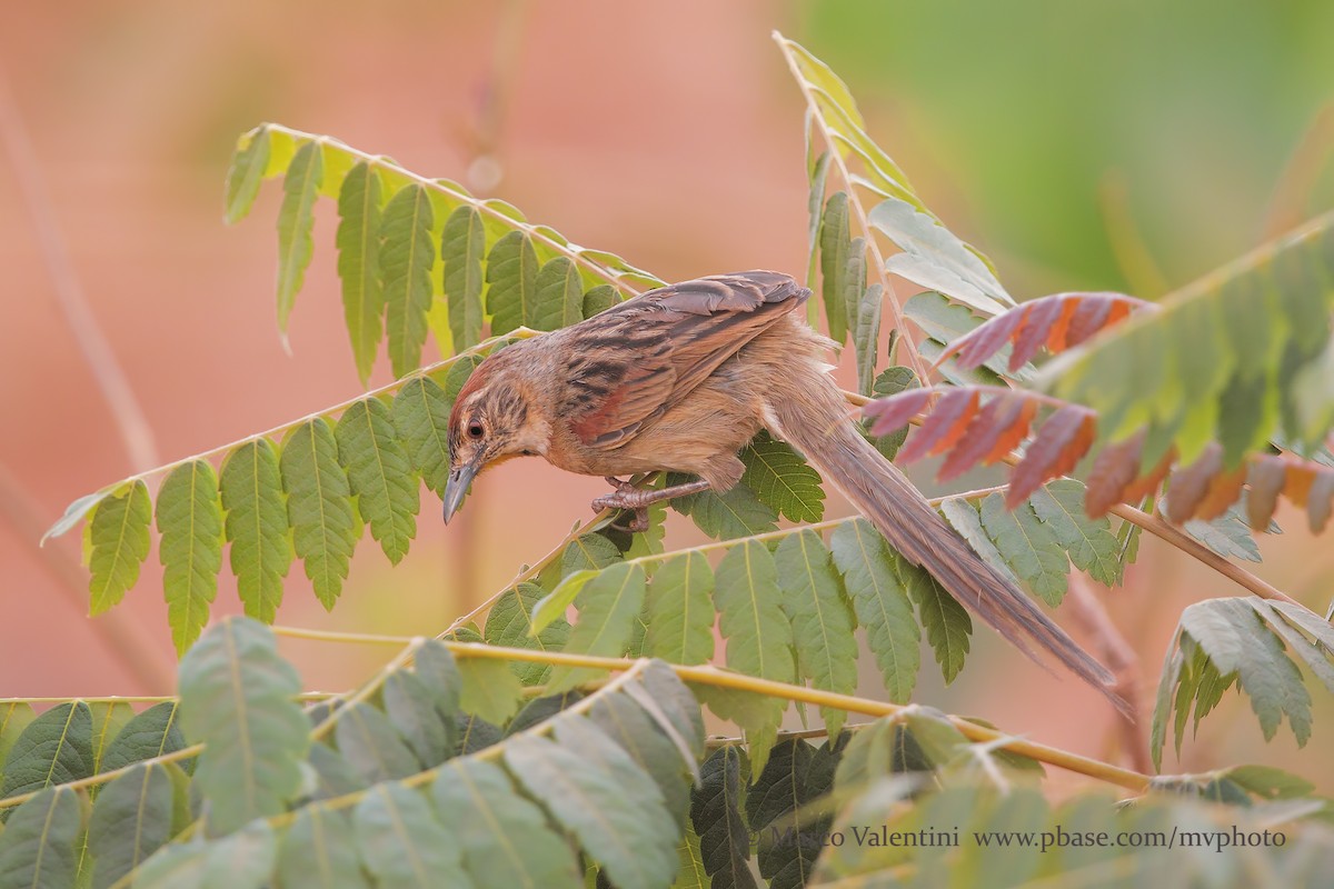 Chotoy Spinetail - Marco Valentini