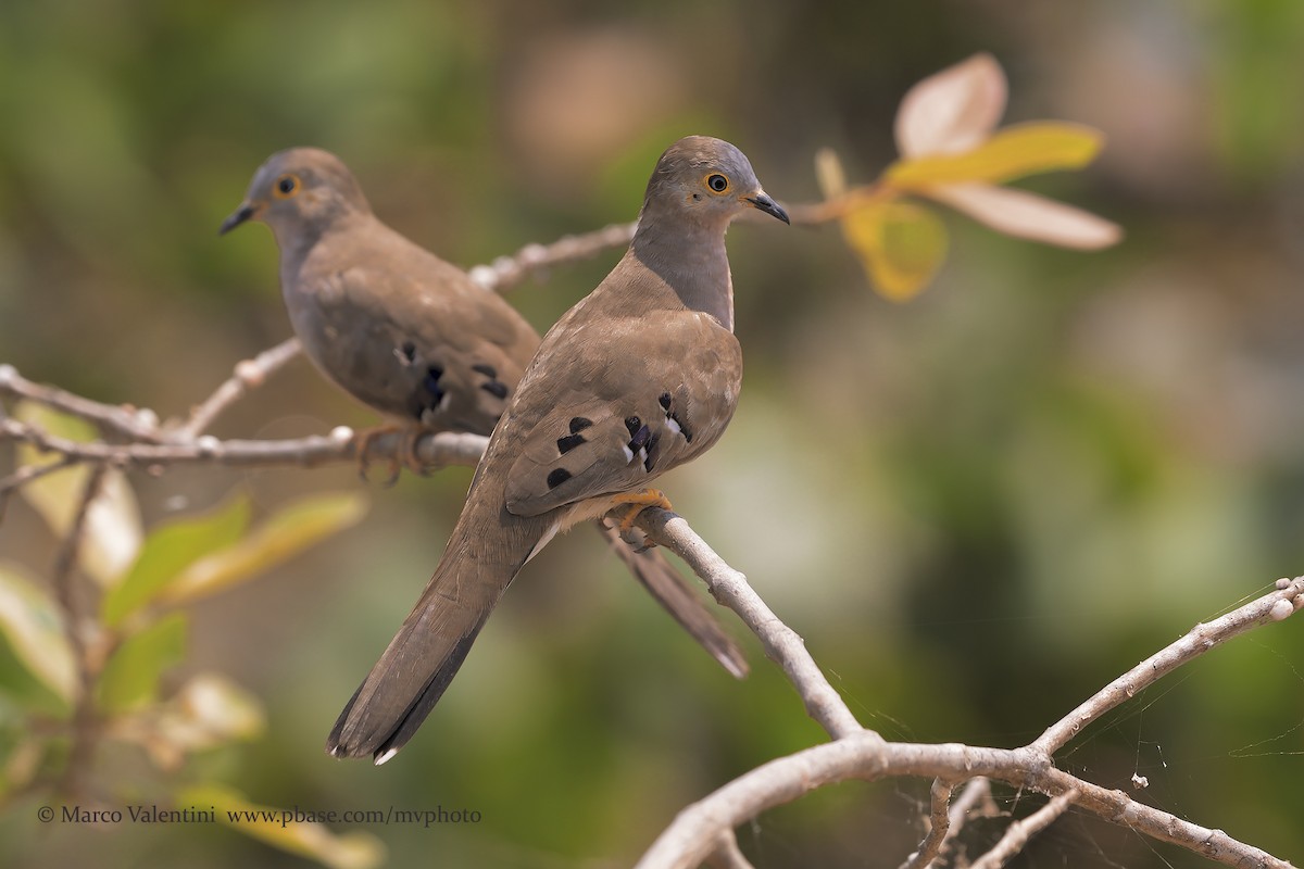 Long-tailed Ground Dove - Marco Valentini