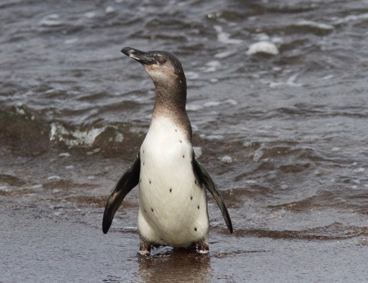 Galapagos Penguin - Ken Havard
