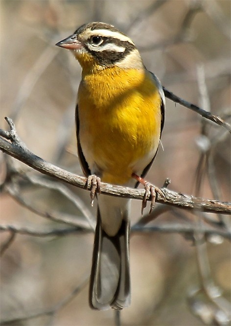 Golden-breasted Bunting - Marco Valentini