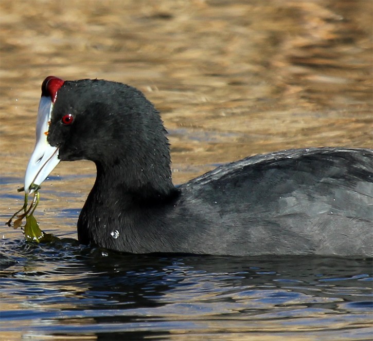 Red-knobbed Coot - Marco Valentini