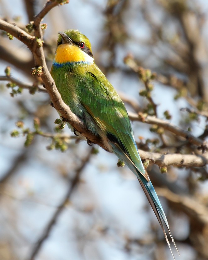 Swallow-tailed Bee-eater - Marco Valentini