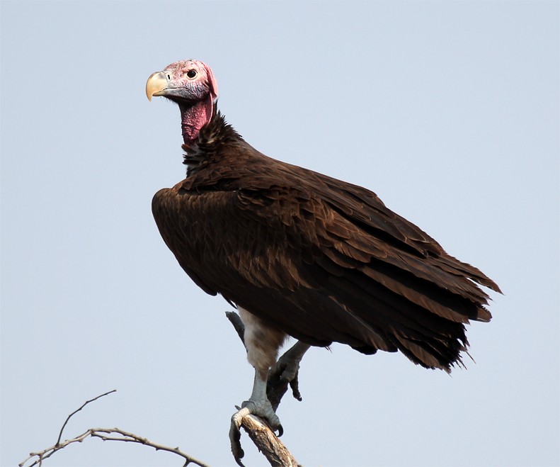 Lappet-faced Vulture - ML204581591