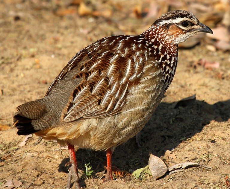 Crested Francolin (Crested) - Marco Valentini