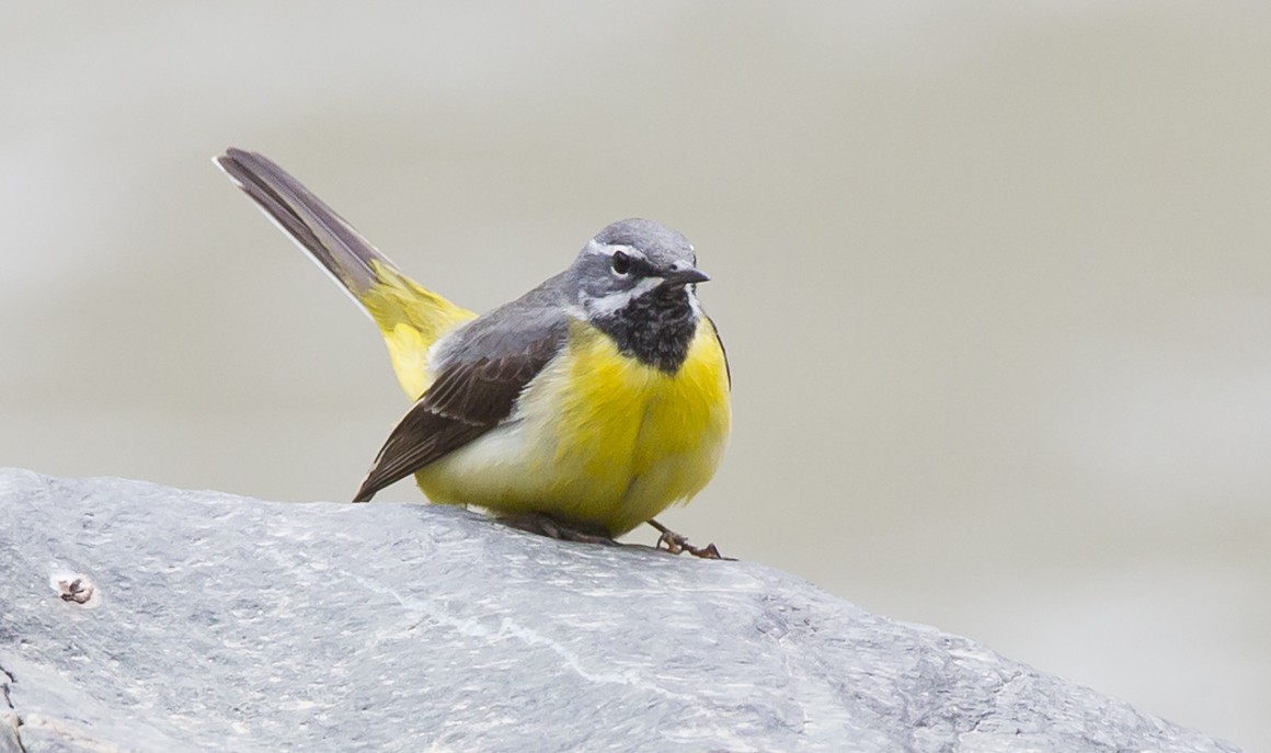 Gray Wagtail - Marco Valentini