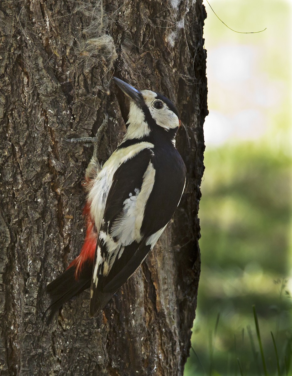 White-winged Woodpecker - Marco Valentini