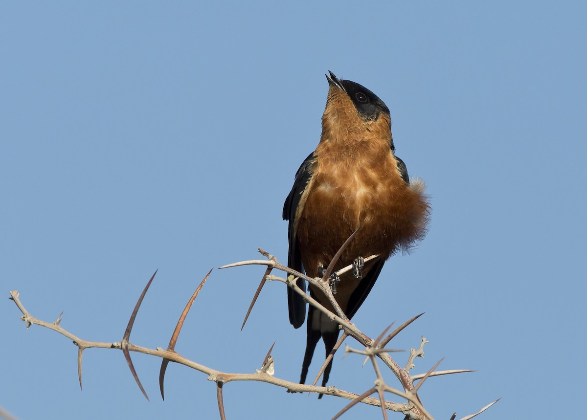 Rufous-chested Swallow - ML204582311