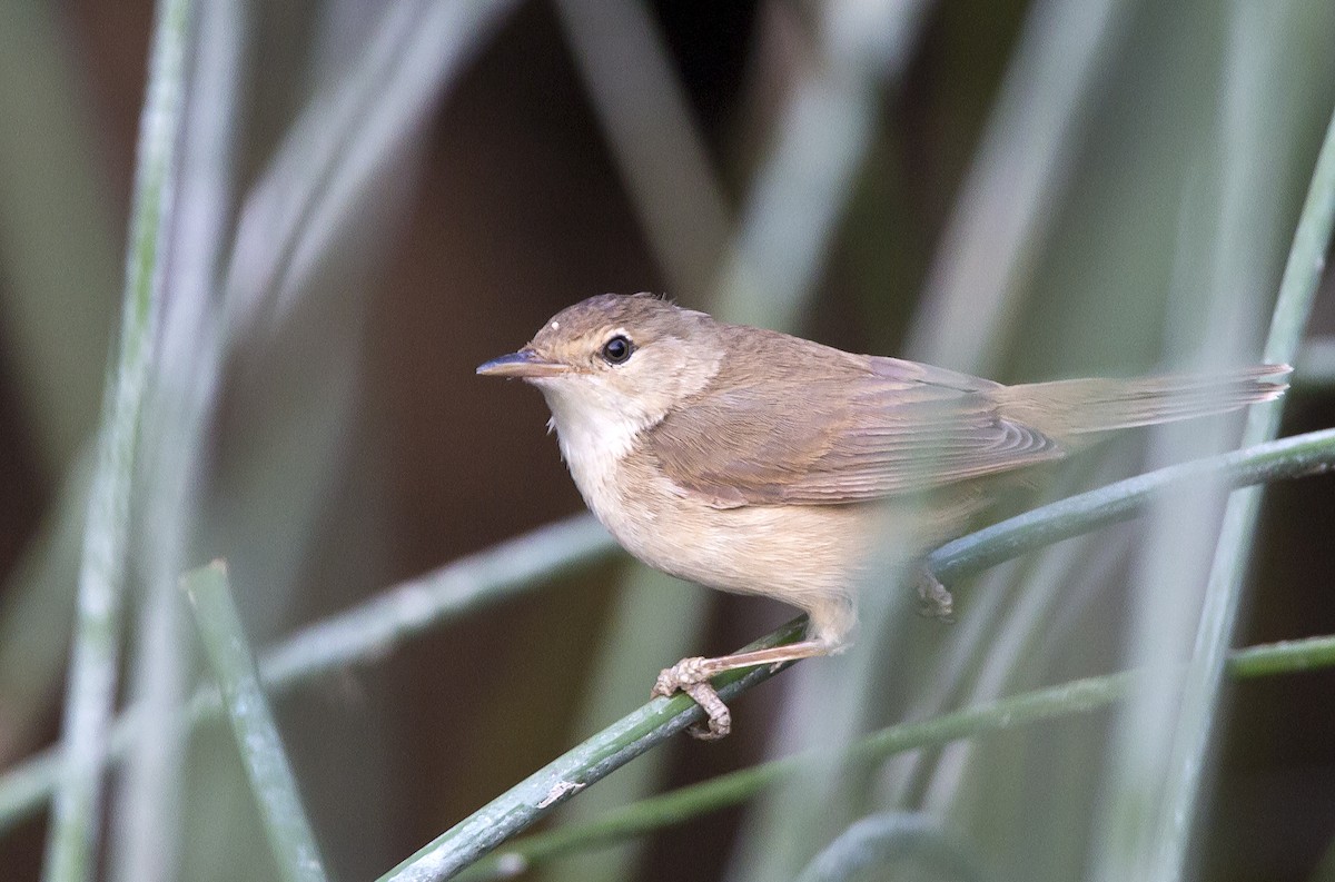 Common Reed Warbler (African) - ML204582411