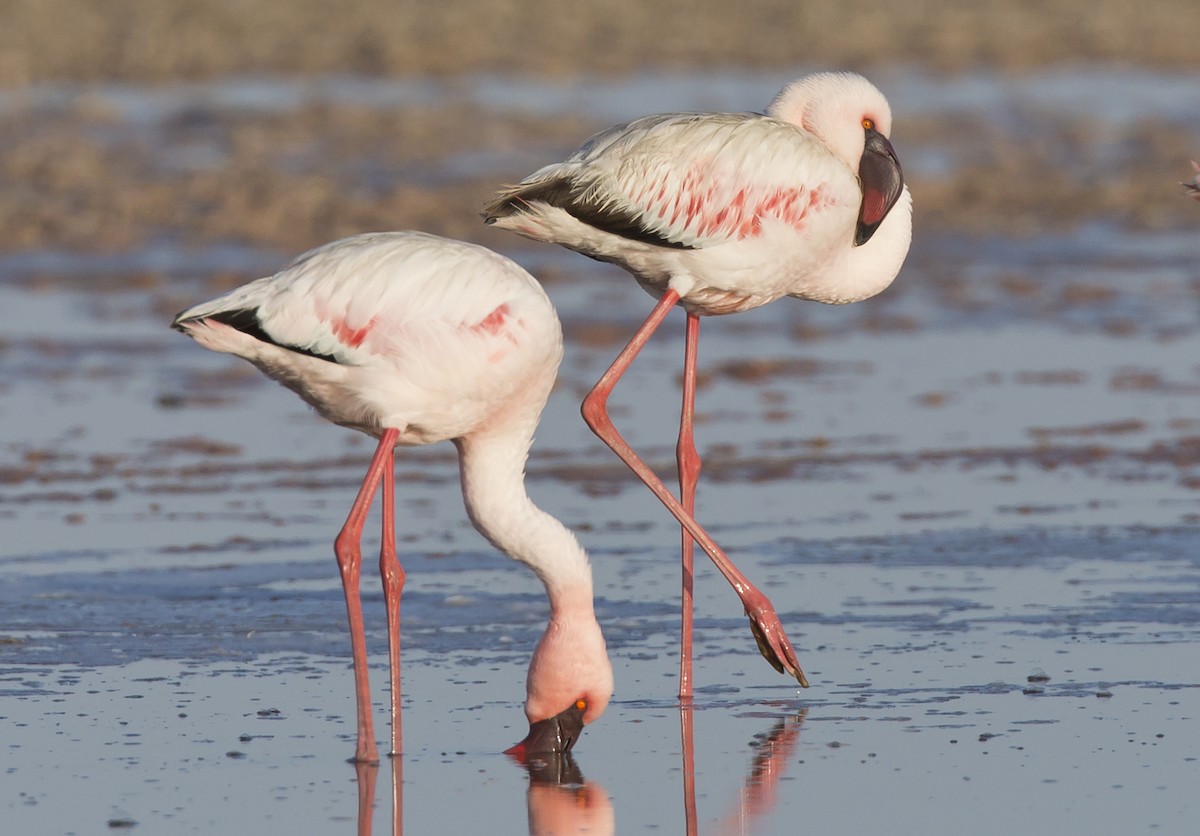 Lesser Flamingo - Marco Valentini