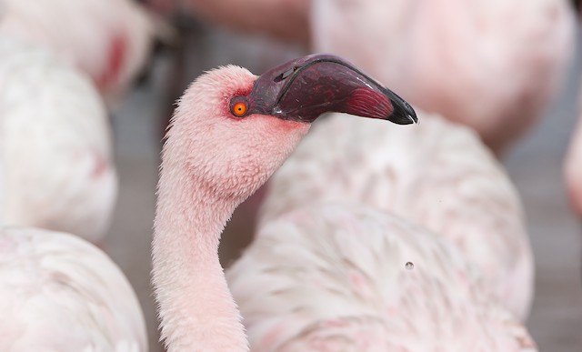 Photos - Lesser Flamingo - Phoeniconaias minor - Birds of the World