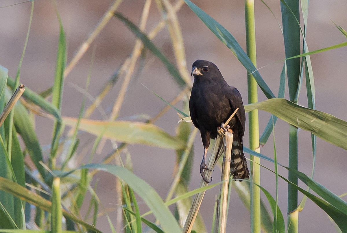 Ovambo Sparrowhawk - Marco Valentini