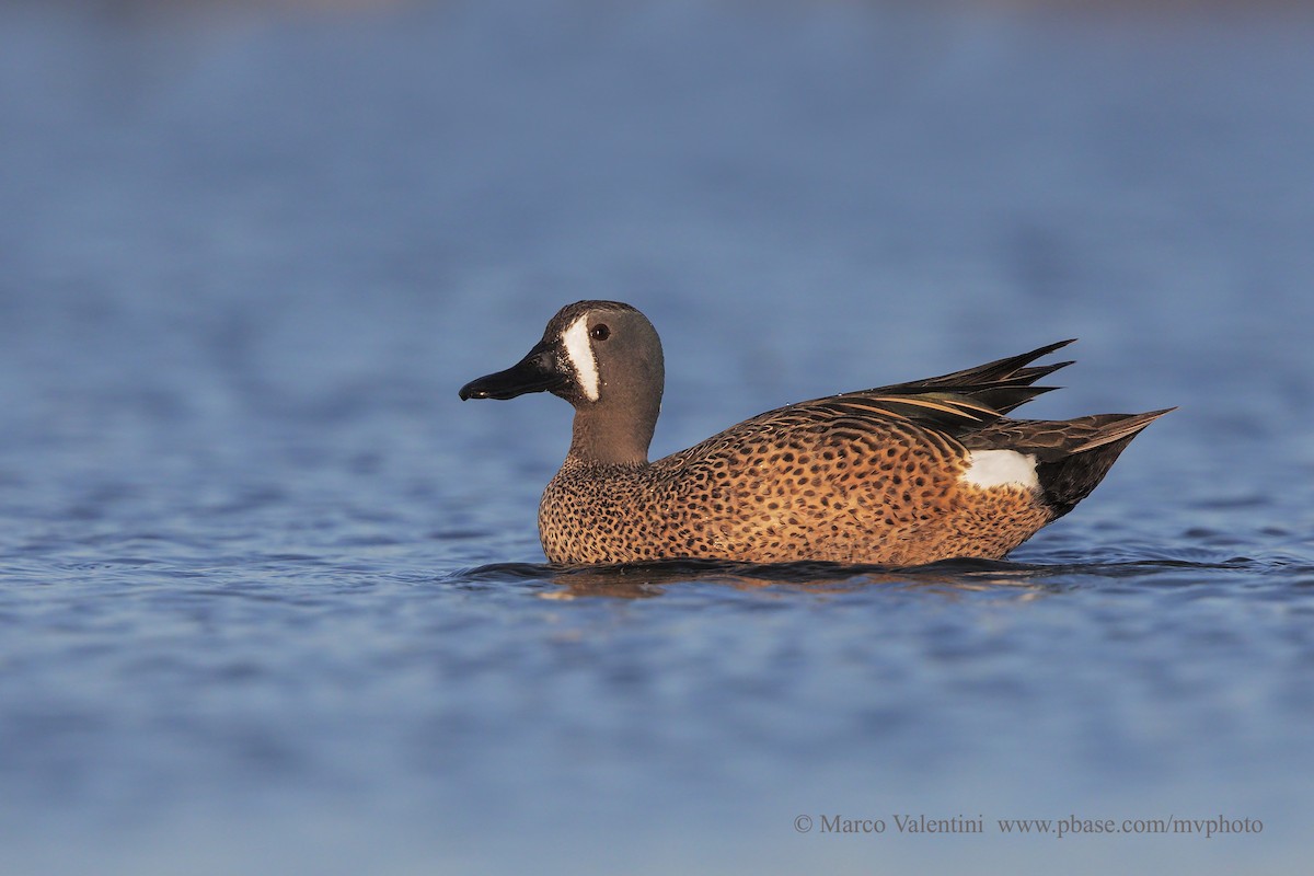 Blue-winged Teal - Marco Valentini