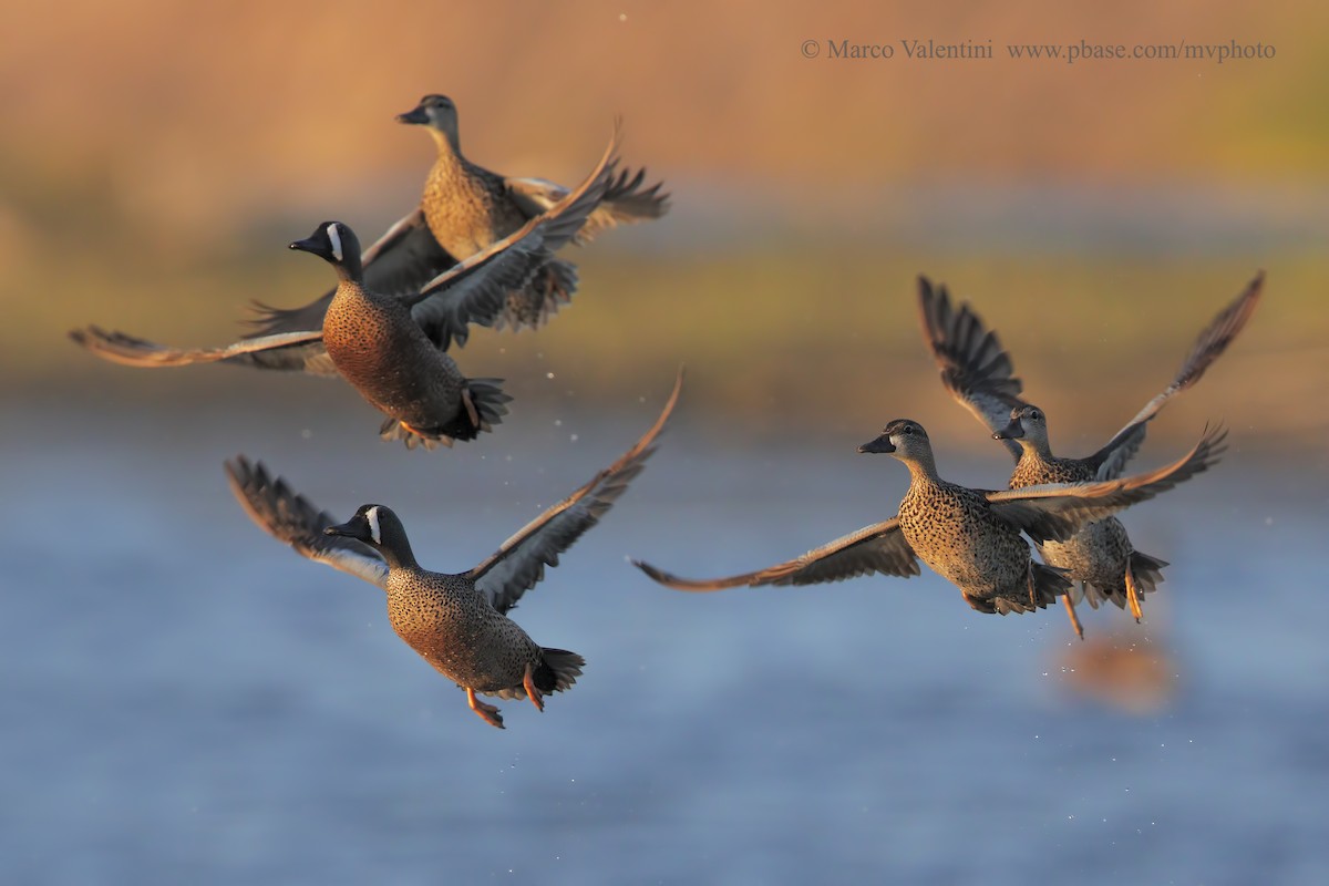 Blue-winged Teal - Marco Valentini