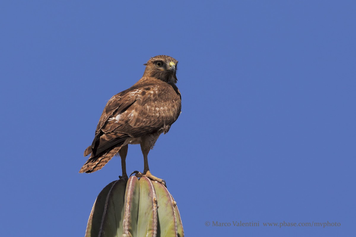 Red-tailed Hawk (calurus/alascensis) - Marco Valentini