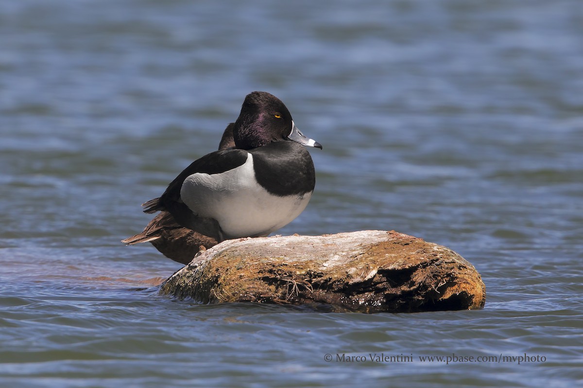 Ring-necked Duck - Marco Valentini
