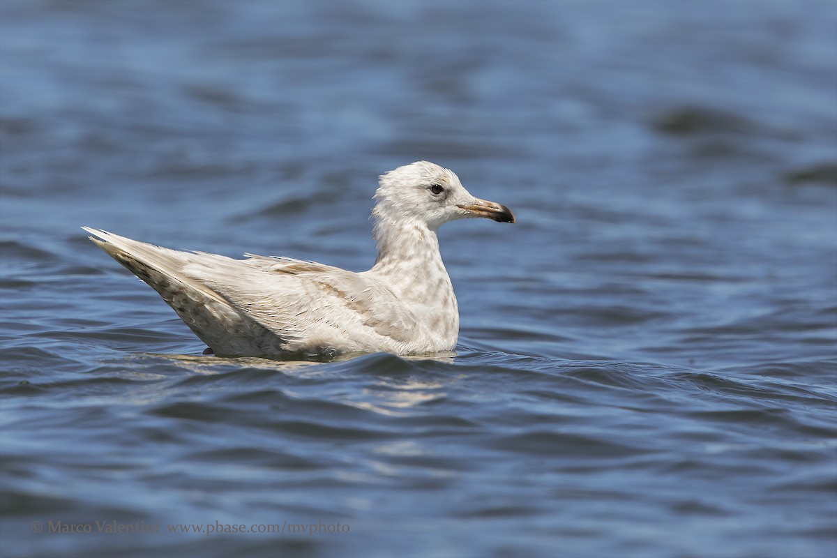 Glaucous-winged Gull - Marco Valentini