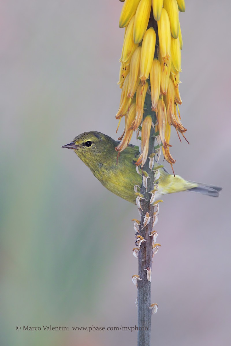 Tennessee Warbler - Marco Valentini